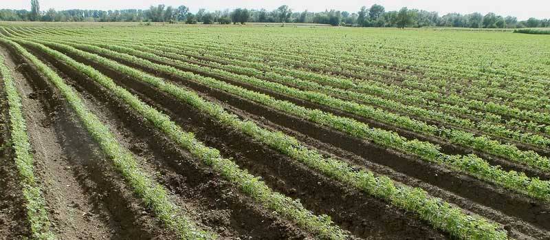 Campos de cultivo de zanahorias
