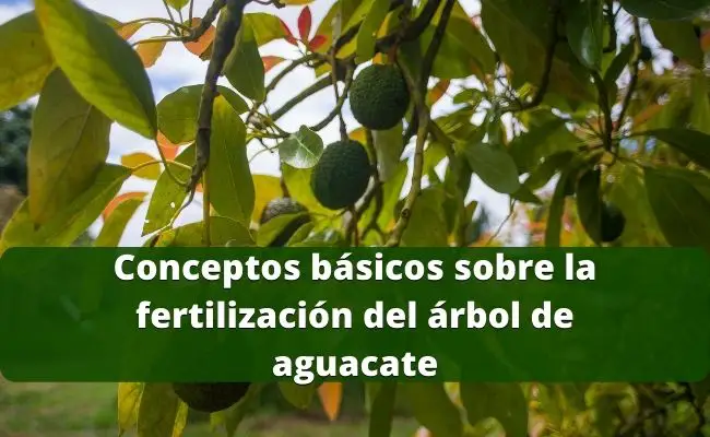 Conceptos básicos sobre la fertilización del árbol de aguacate