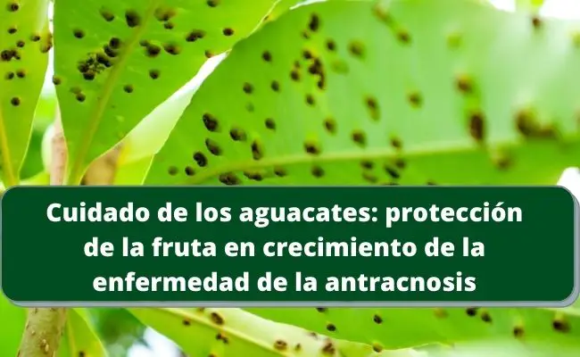 Cuidado de los aguacates: protección de la fruta en crecimiento de la enfermedad de la antracnosis