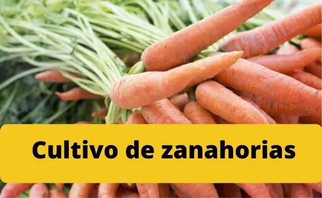 Cultivo de zanahorias