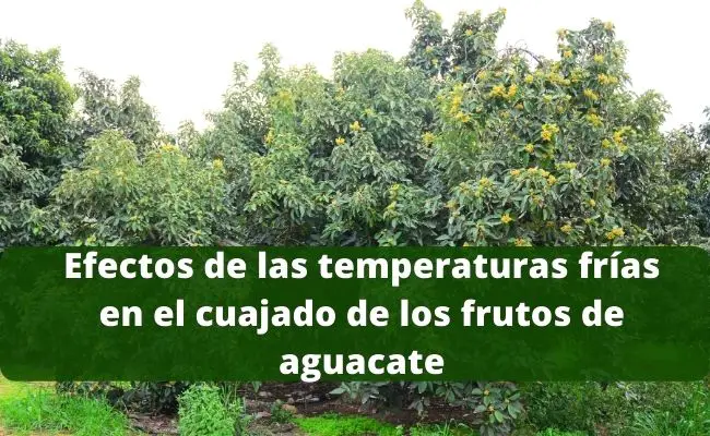 Efectos de las temperaturas frías en el cuajado de los frutos de aguacate