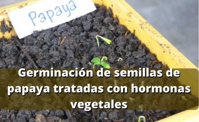 Germinación de semillas de papaya tratadas con hormonas vegetales o fitohormonas