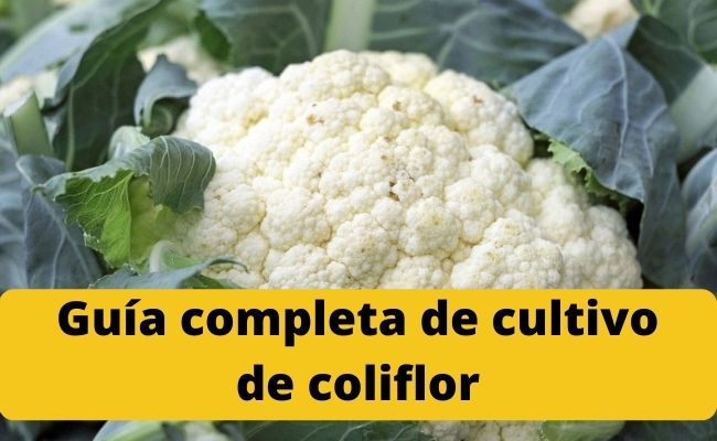 Guía completa de cultivo de coliflor