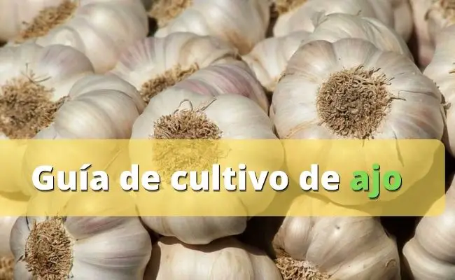 Guía de cultivo de ajo