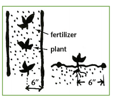 fertilizando plantas