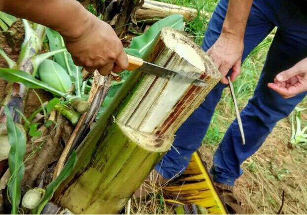 Filipinas: el Departamento de Agricultura asigna P262 millones para la investigación del marchitamiento por fusarium