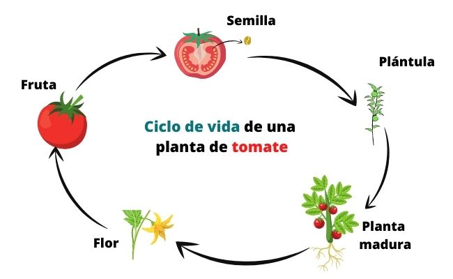 Diagrama del ciclo de vida del tomate