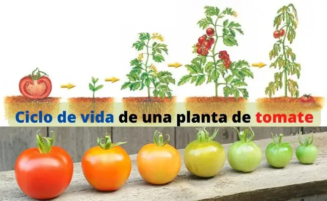 Ciclo de vida de una planta de tomate
