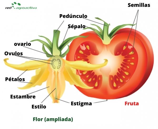 Diagrama de una flor de tomate y su fruto