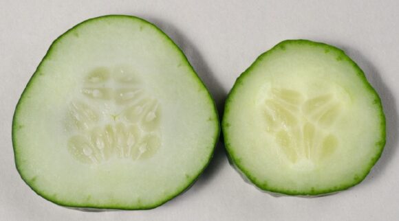 Fruto de pepinos con semillas (izquierda) y sin semillas (derecha)