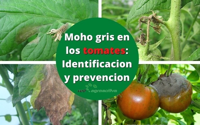 Moho gris en los tomates: Identificacion y prevencion