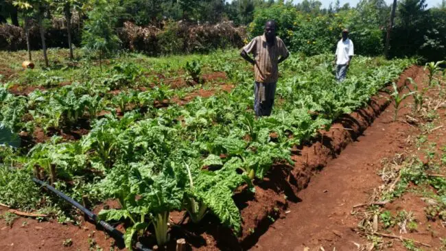 Kenia: el condado de Vihiga pone a prueba un proyecto de riego de hortalizas