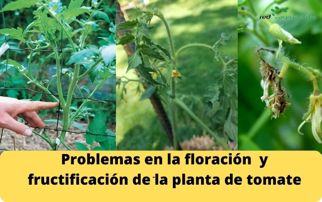 Problemas en la floración y fructificación de la planta de tomate