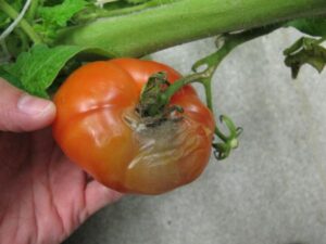 fruta de tomate maduro afectada por el moho gris