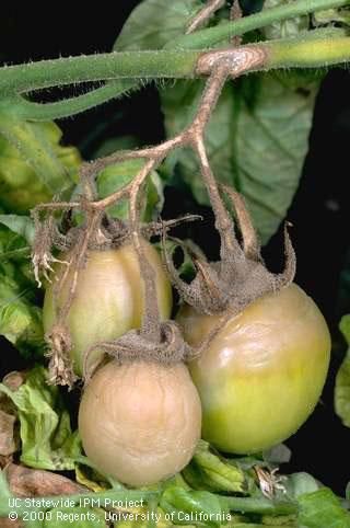 tomates verdes con moho gris