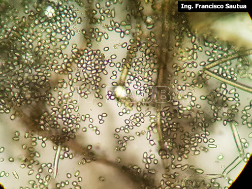 vista microscópica del hongo Botryotinia fuckeliana