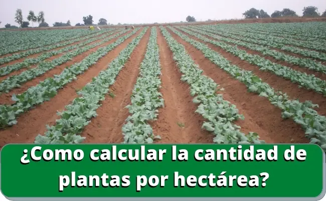 ¿Como calcular la cantidad de plantas por hectárea?