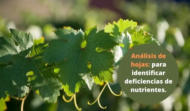 Análisis de hojas: para identificar deficiencias de nutrientes.