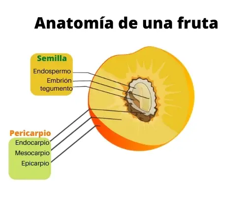 Anatomía de una fruta