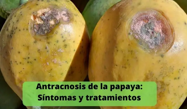 Antracnosis de la papaya: Síntomas y tratamientos