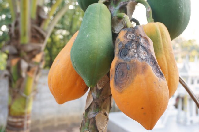 Antracnosis en la fruta de papaya