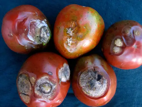 Antracnosis en varios tomates