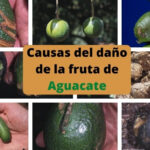 Causas del daño de la fruta de Aguacate