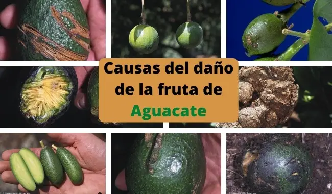 Causas del daño de la fruta de Aguacate
