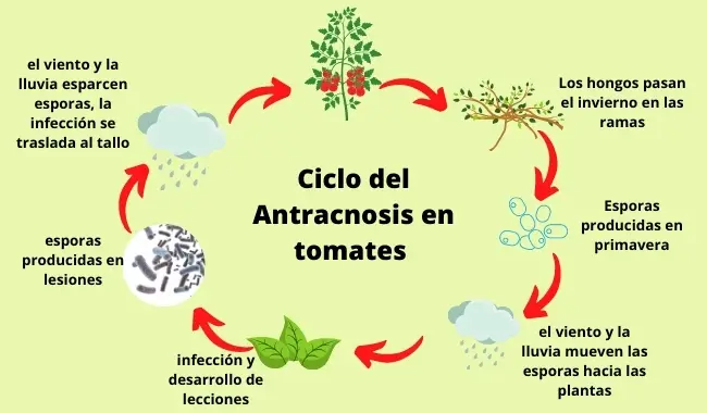 Ciclo del Antracnosis en tomates