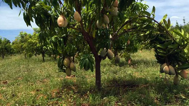 Distancia de plantación entre árboles de mango