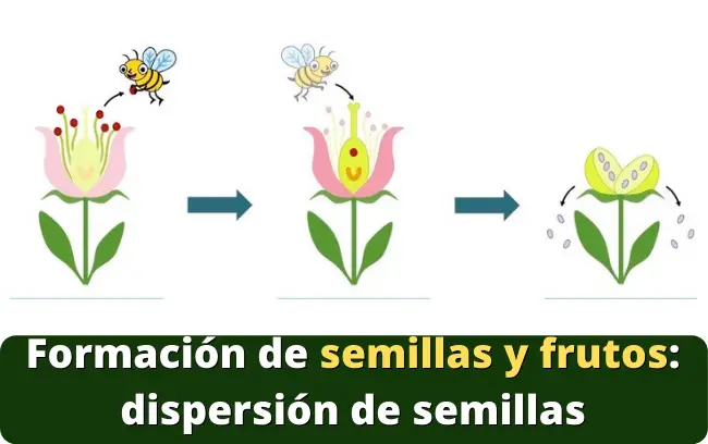 Formación de semillas y frutos: dispersión de semillas