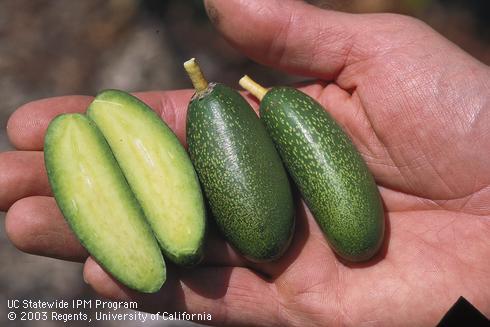 Fruta de aguacate en rodajas para revelar la falta de un hueso de semillas, una mutación genética llamada 'cuke.'.