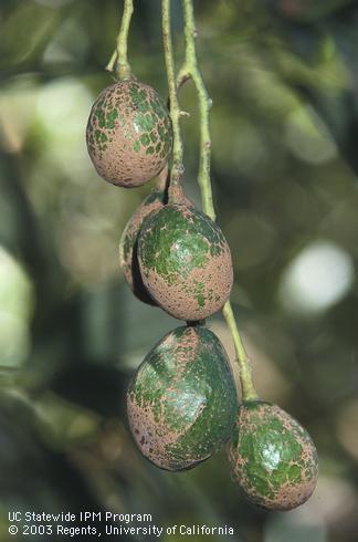 Fruto de aguacate con cicatrices de trips del aguacate, Scirtothrips perseae.