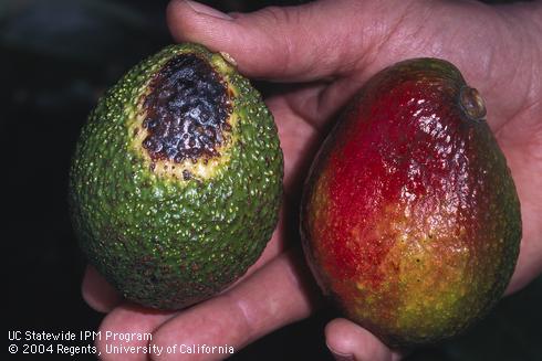 Fruto de aguacate con una lesión negra y amarilla por incendios forestales (izquierda) y frutos con decoloración negra, roja y amarilla por quemaduras solares (derecha).