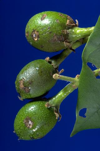Fruto de aguacate joven dañado por larvas de garfio omnívoro.