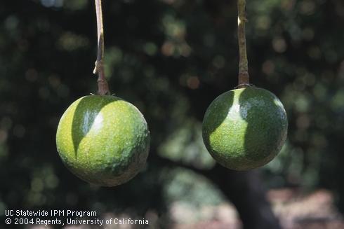 Fruto de aguacate redondo, una deformación característica de la fructificación fuera de temporada.
