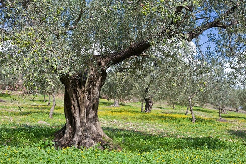 Arboleda de los olivos con cubierta de flores amarillas en el suelo
