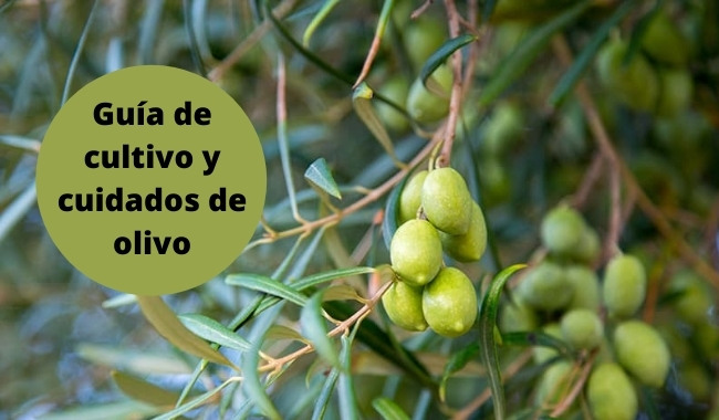 Guía de cultivo y cuidados de olivo