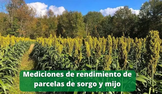 Mediciones de rendimiento de parcelas de sorgo y mijo