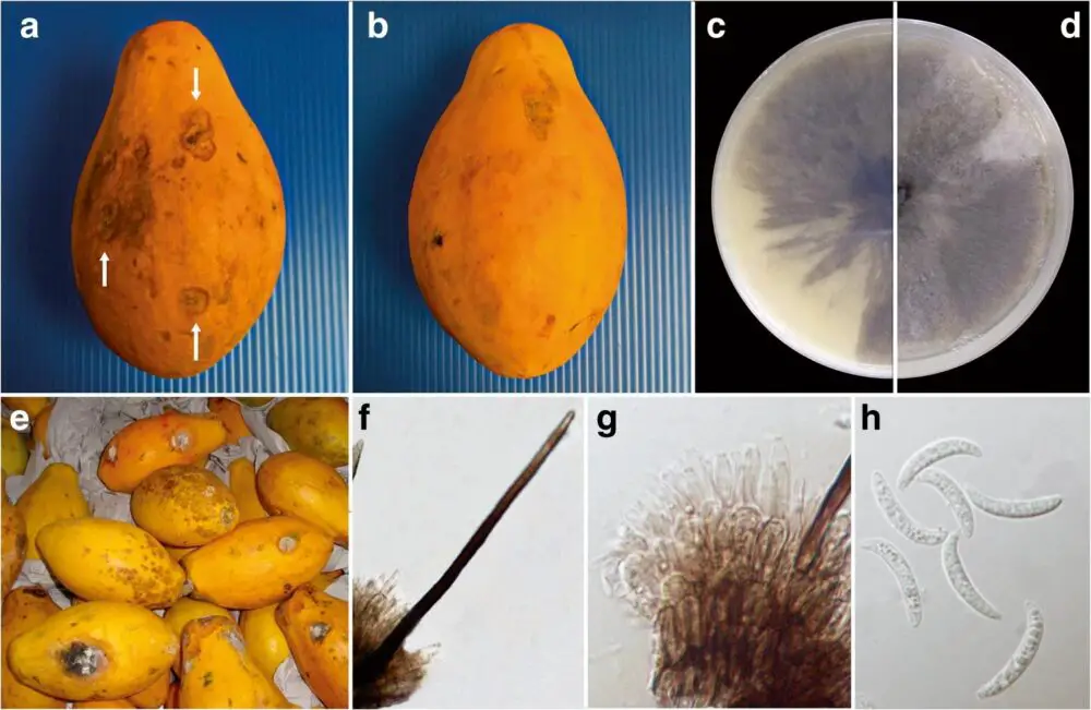 Papaya con antracnosis causada por Colletotrichum truncatum