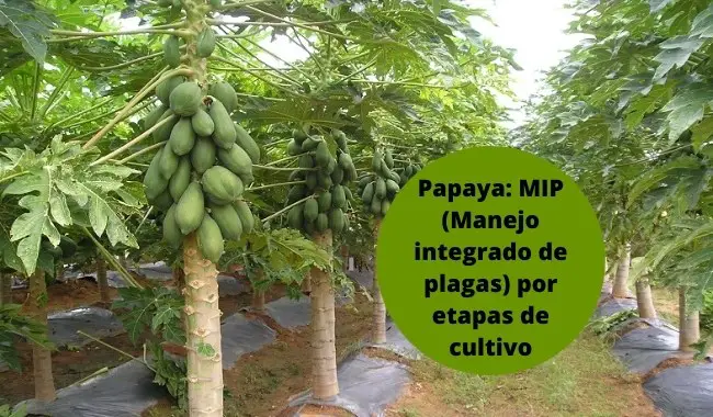 Papaya: MIP (Manejo integrado de plagas) por etapas de cultivo