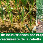 Papel de los nutrientes por etapa de crecimiento de la cebolla
