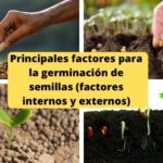Principales factores para la germinación de semillas (factores internos y externos)