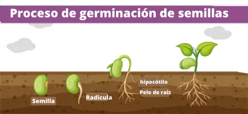 Proceso de germinación de semillas