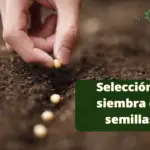 Selección y siembra de semillas
