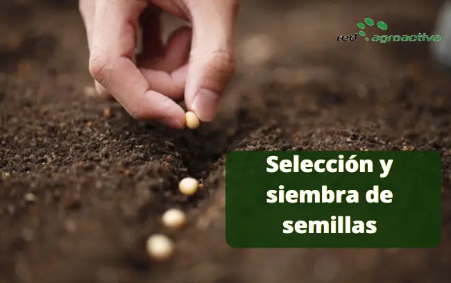 Selección y siembra de semillas