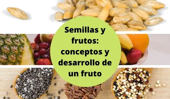 Semillas y frutos: conceptos y desarrollo de un fruto