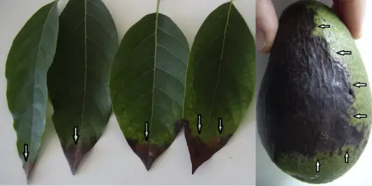 antracnosis de frutas y hojas causada por Colletotrichum karstii en aguacate