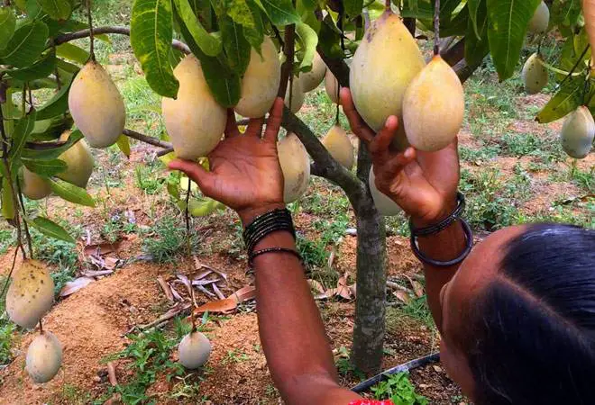 arboles de mango mas pequeños
