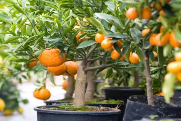 planta de naranja